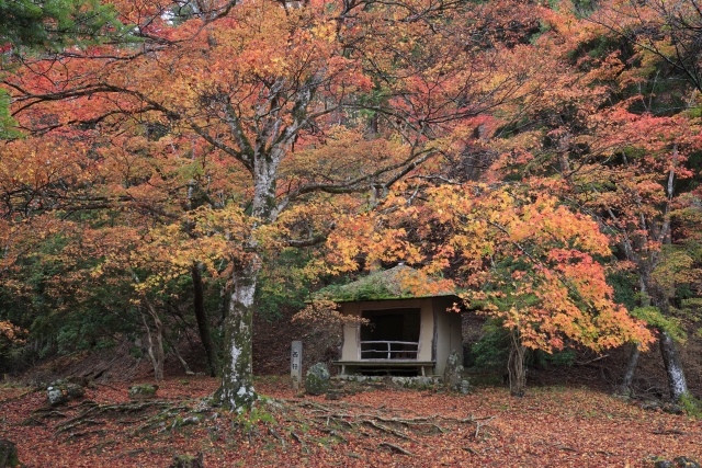 吉野山の紅葉見ごろ2026（時期:11月上旬～12月上旬頃）