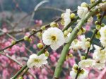 月ヶ瀬梅林（Nara Plum Blossoms）