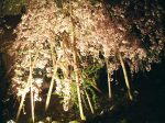 吉野山夜桜