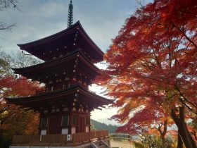 岡寺紅葉見ごろ