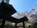 如意輪寺桜