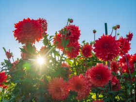 馬見丘陵公園ダリア
