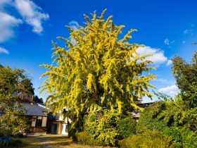 芳徳寺紅葉見ごろ